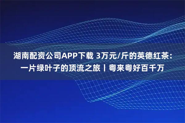 湖南配资公司APP下载 3万元/斤的英德红茶：一片绿叶子的顶流之旅丨粤来粤好百千万